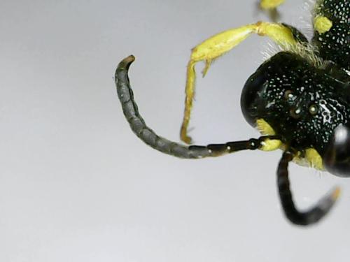 Cerceris arenaria